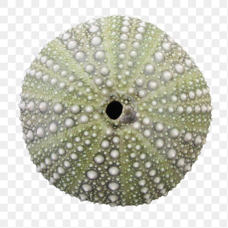 Sea urchin shell png sticker, | Free PNG - rawpixel