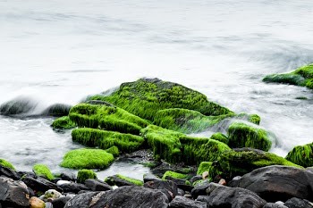 Sea Water Splash on Green and Black Rocks