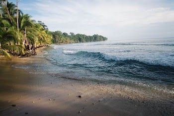 sea waves near green coconut palm tree at daytime