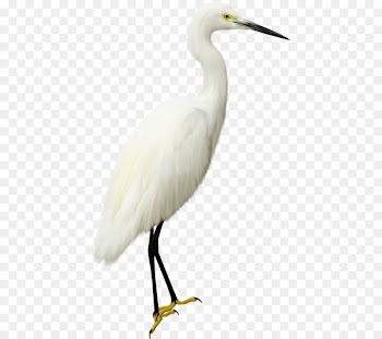 Seabird Photography Clip art - White Crane 