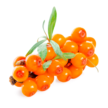 Seabuckthorn Fruit Oil - Virgin Organic