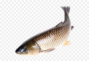 Seafood Crab Fish as food Common carp - Fish fish 