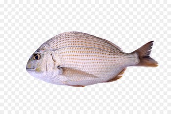 Seafood Deep sea fish - Definition of deep-sea fish 