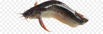 Seafood Fish - Fish PNG 