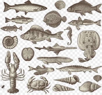 Seafood Lobster Crab Plateau de fruits de mer - Vector Sketch black fish 