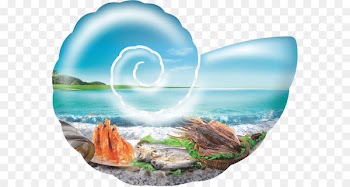 Seafood Poster - conch 