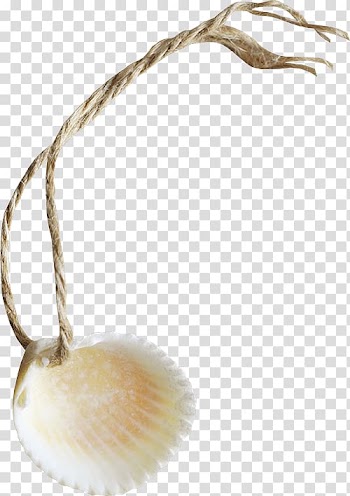 Seafood Seashell , Seashells transparent background PNG clipart