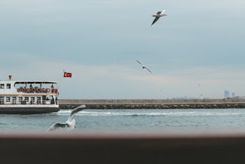 seaguld are flying