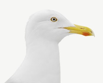 Seagull bird collage element psd | Free PSD - rawpixel