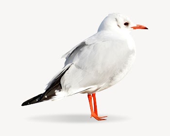 Seagull bird isolated image on white | Free Photo - rawpixel