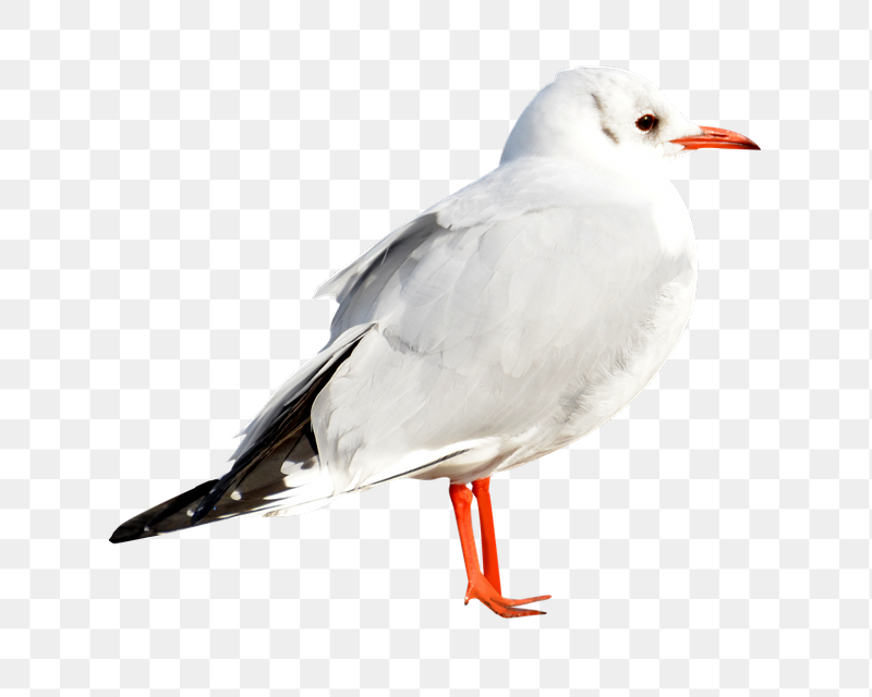 Seagull bird png sticker, transparent | Free PNG - rawpixel