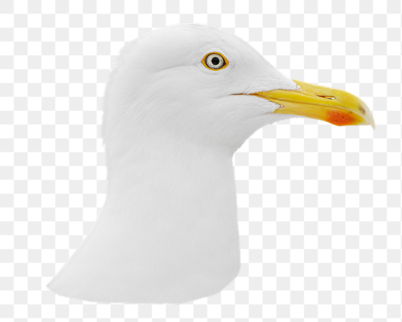Seagull bird png sticker, transparent | Free PNG - rawpixel