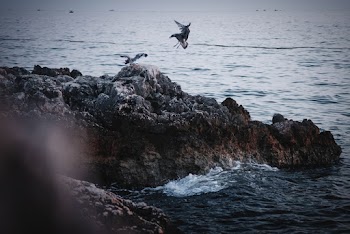 Seagull Birds Flying Near Body of Water