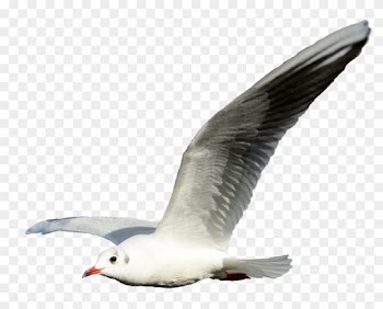 Seagull Clipart Png - Seagull With No Background