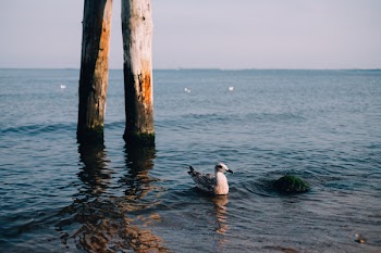 Seagull floating on the sea