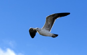 Seagull Flying