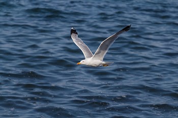 Seagull Flying Over Ocean