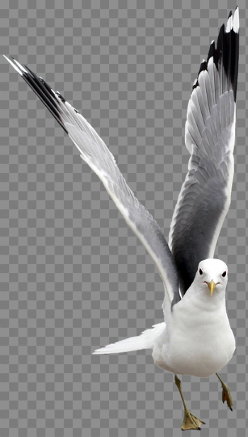 Seagull Free Nature Bird Water · Free photo on Pixabay