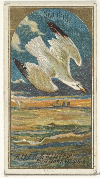 Seagull, from the Birds of America | Free Photo - rawpixel