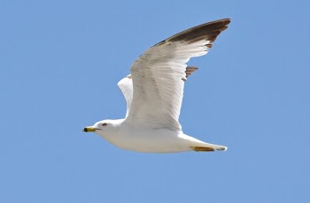Seagull in Flight.JPG