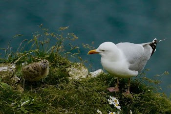 seagull on grass field