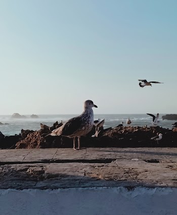 Seagull on Pavement