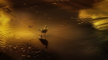Seagull on Seashore
