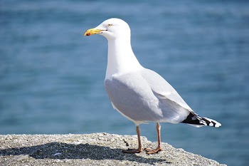 Seagull Standing on Rock