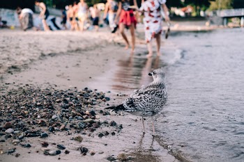 Seagull standing on the beach