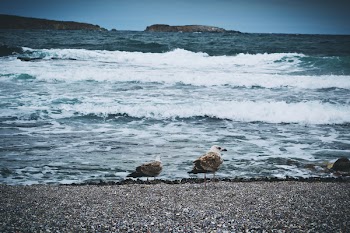 Seagulls