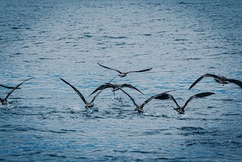 Seagulls Above Sea