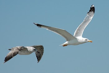 seagulls_c.jpg