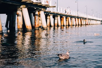 Seagulls floating near the pier