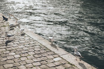 Seagulls on Concrete Block