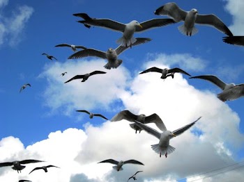 seagulls on flight (1).JPG
