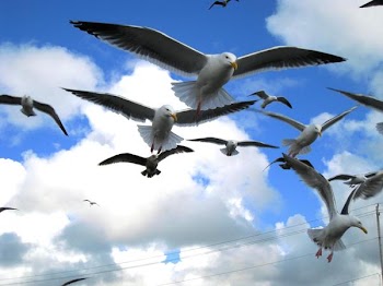 seagulls on flight (2).JPG