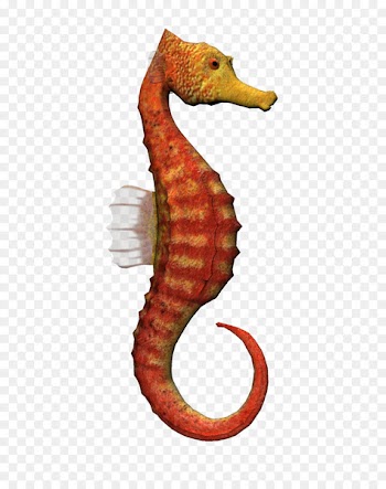 Seahorse Clip art - Orange Hippo 