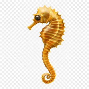 Seahorse Clip art - Vector cartoon hippocampus 