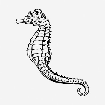 Seahorse clipart, sea animal vintage | Free Vector - rawpixel