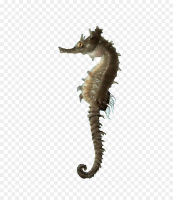 Seahorse Computer Icons Clip art - Images Download Seahorse Png Free 