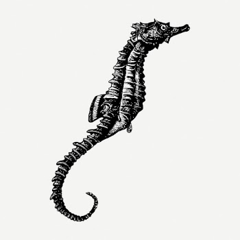 Seahorse drawing, animal vintage illustration | Free PSD - rawpixel