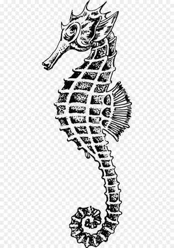 Seahorse Drawing Clip art - seahorse 