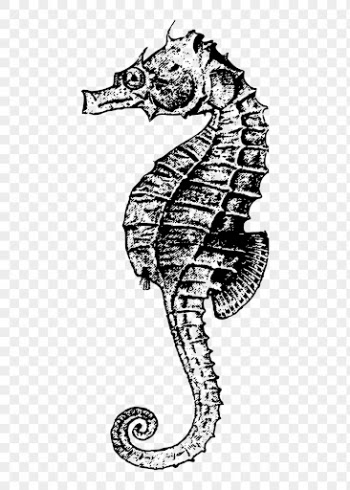 Seahorse drawing png sticker, aquatic | Free PNG - rawpixel