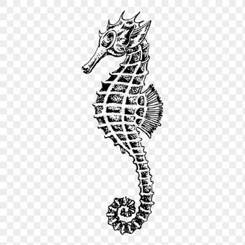 Seahorse drawing png, underwater animal | Free PNG - rawpixel