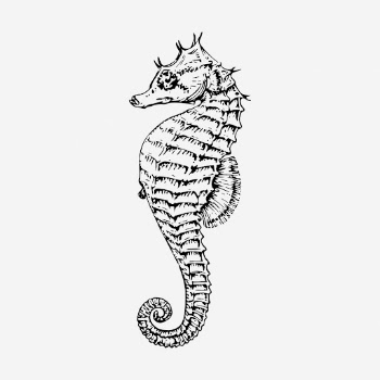 Seahorse drawing, sea animal vintage | Free Photo - rawpixel