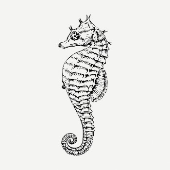 Seahorse drawing, sea life vintage | Free PSD - rawpixel