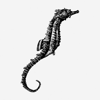 Seahorse drawing, vintage animal illustration. | Free Photo - rawpixel