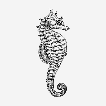 Seahorse drawing, vintage sea animal | Free Photo - rawpixel