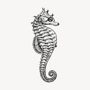 Seahorse drawing, vintage sea animal | Free Vector - rawpixel