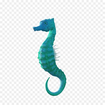 Seahorse Image Animal Video - seahorse 